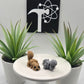 Squirrel Fidget Animal