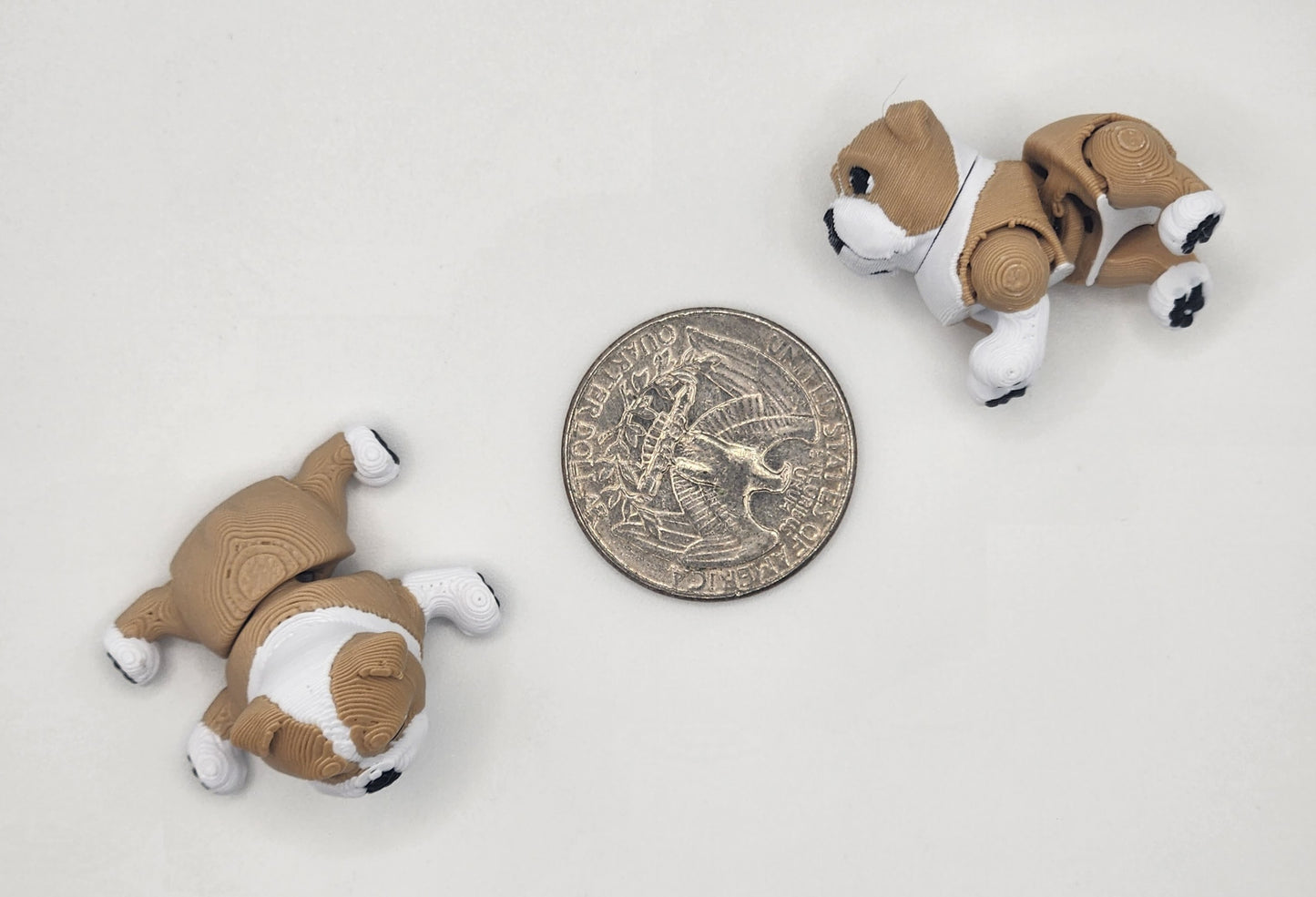 English Bulldog Dog Fidget Animal