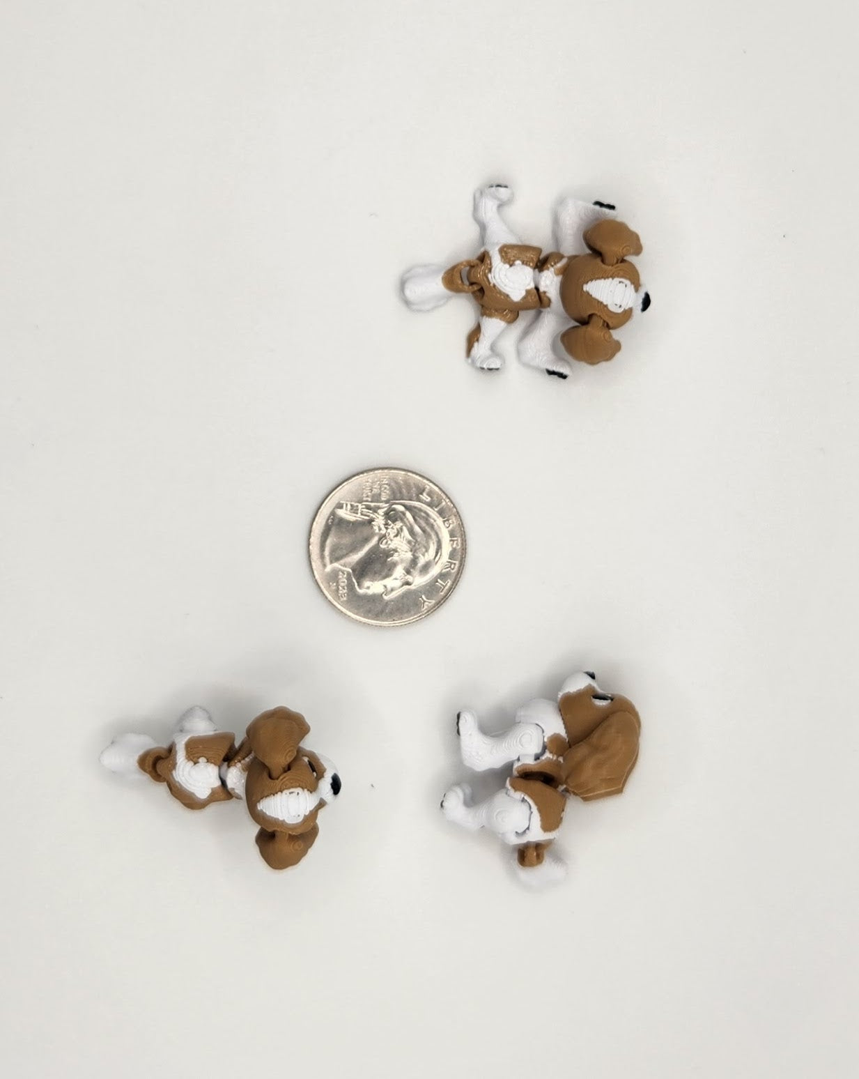 King Charles Spaniel Dog Fidget Animal