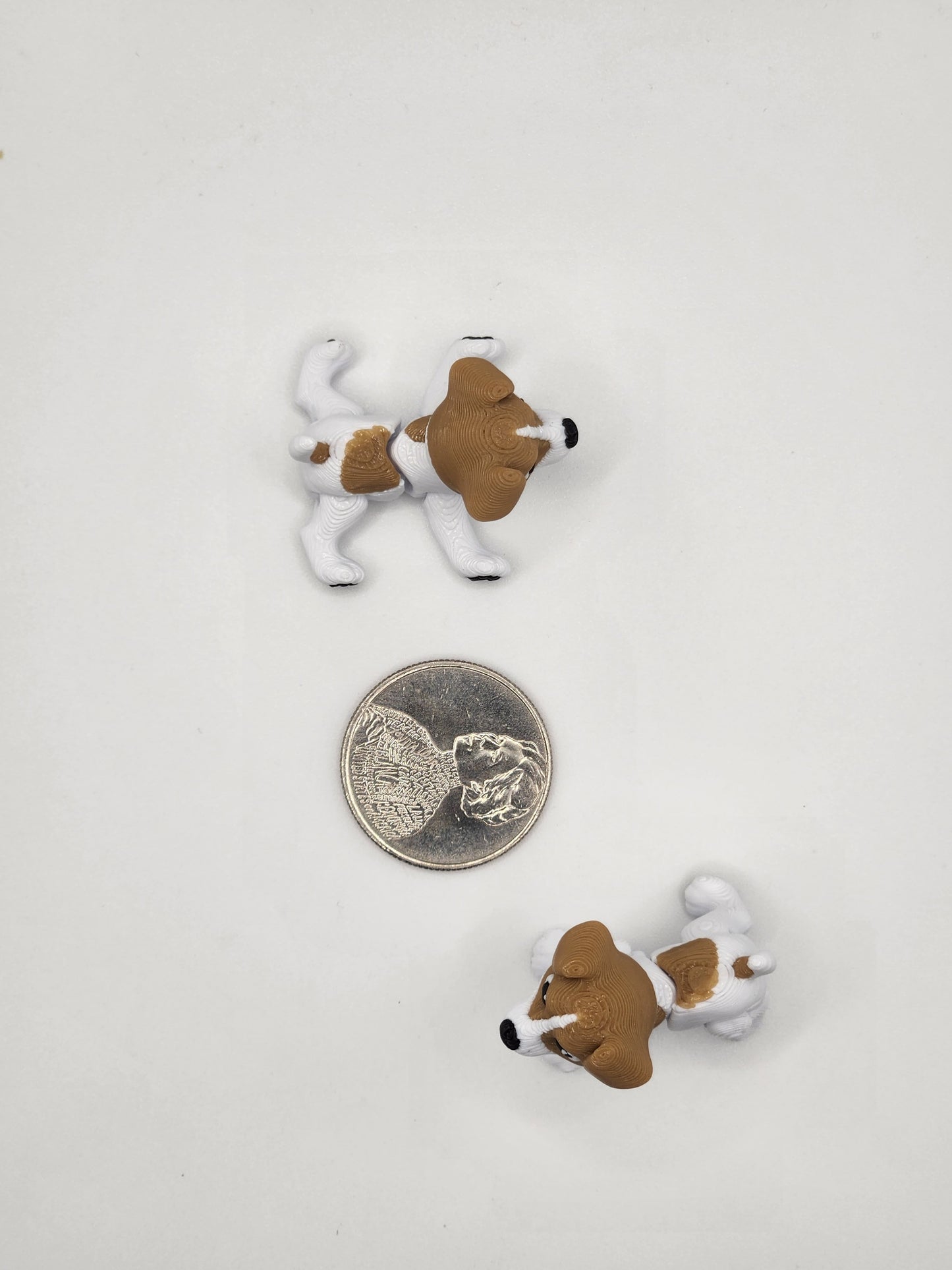 Jack Russell Terrier Dog Fidget Animal