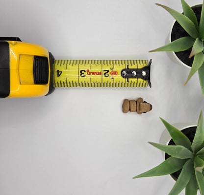 Capybara Fidget Animal