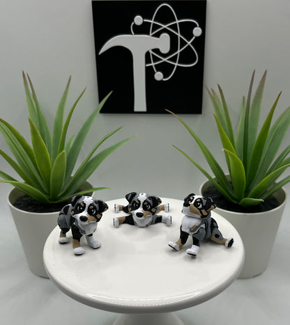 Australian Shepherd, Aussie, Dog Fidget Animal