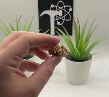 Porcupine Fidget Animal